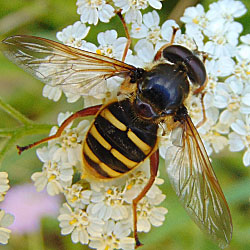 Sericomyia silentis